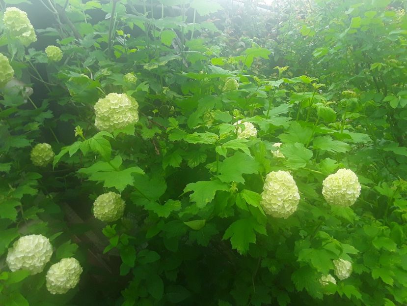  - Gradina 2019