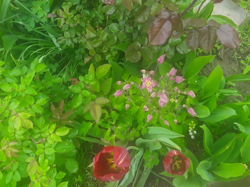  - Gradina 2019