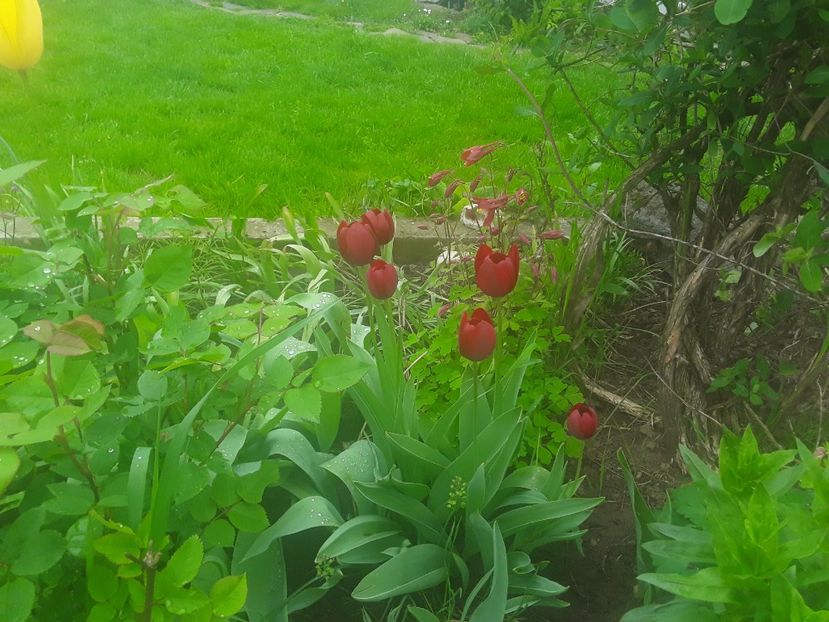  - Gradina 2019