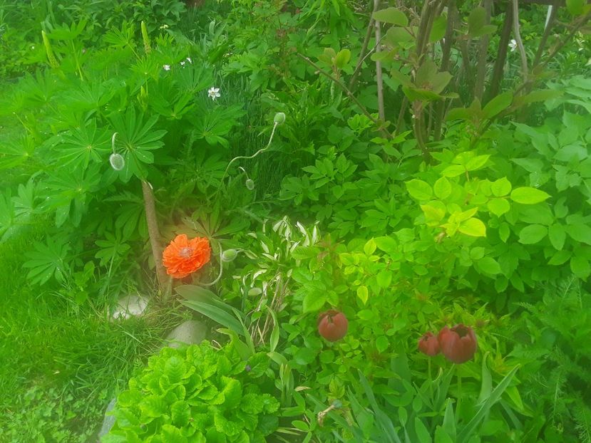 - Gradina 2019