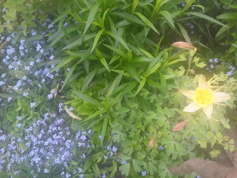  - Gradina 2019