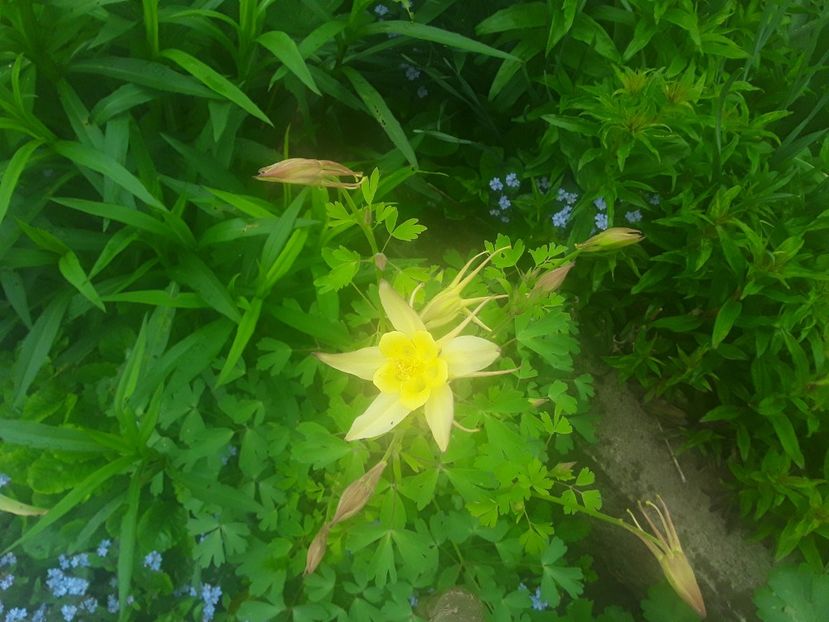  - Gradina 2019