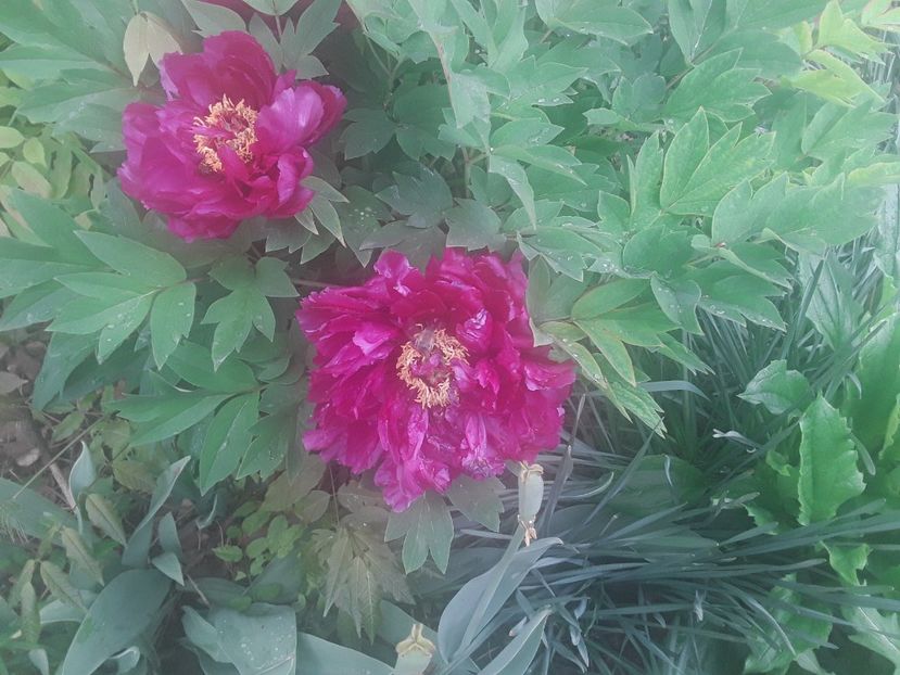  - Gradina 2019