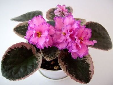 Buckeye Colossal - VIOLETE AFRICANE