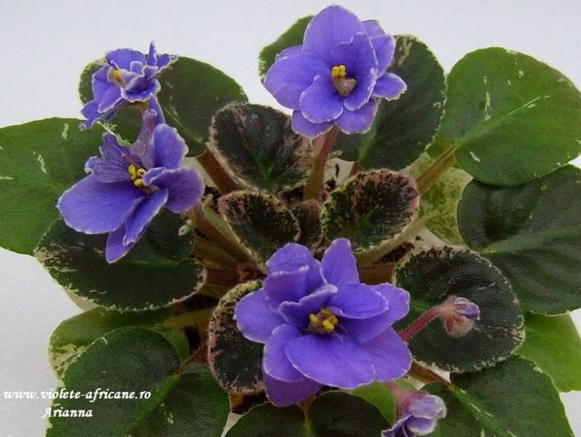 Acas Daphne - VIOLETE AFRICANE