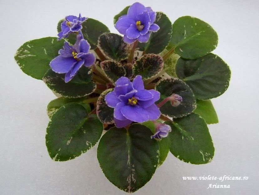 Acas Daphne - VIOLETE AFRICANE