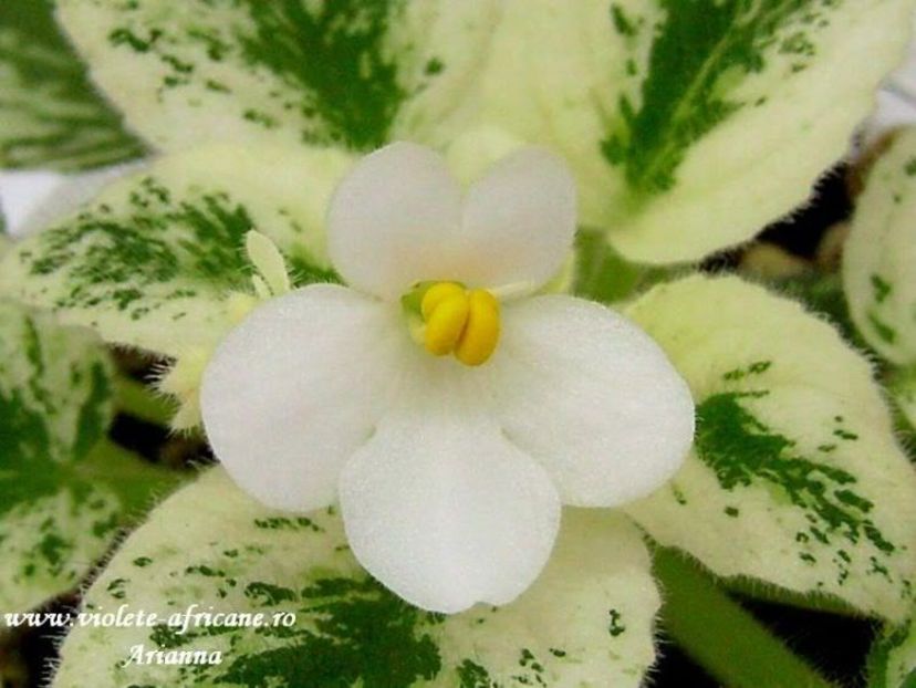 Alans Fallen Angel - VIOLETE AFRICANE