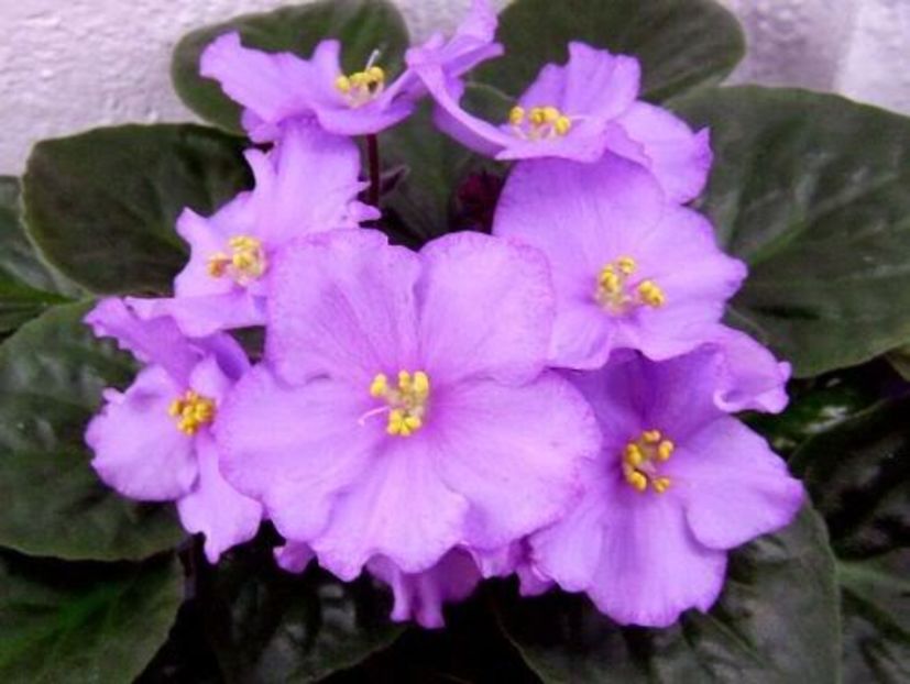 Aloha Orchid - VIOLETE AFRICANE