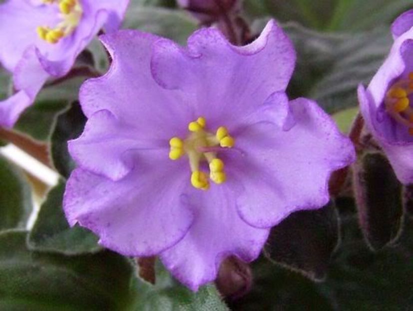 Aloha Orchid - VIOLETE AFRICANE