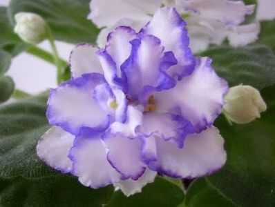 Arctic Frost - VIOLETE AFRICANE