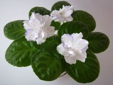 Arctic Frost - VIOLETE AFRICANE