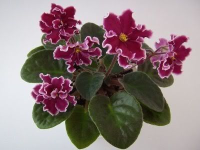 Arcturus - VIOLETE AFRICANE