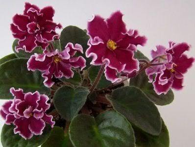 Arcturus - VIOLETE AFRICANE