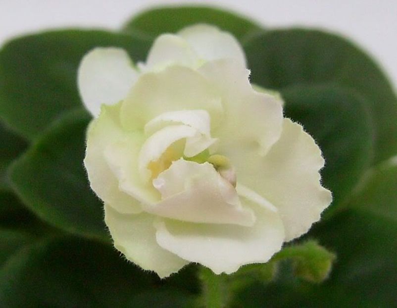 Ballet Snowcone - VIOLETE AFRICANE