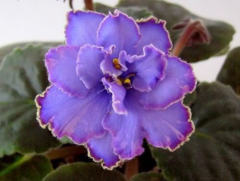 Blue Dragon - VIOLETE AFRICANE