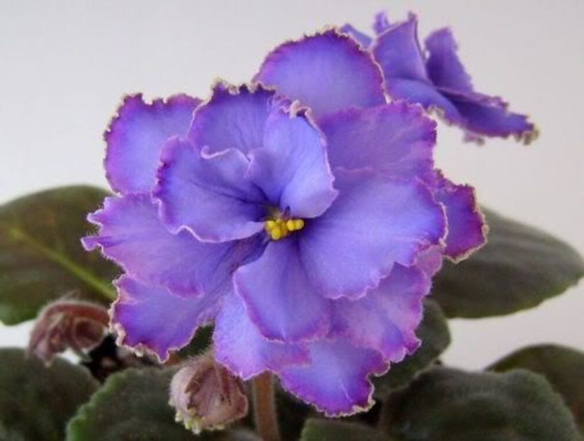 Blue Dragon - VIOLETE AFRICANE