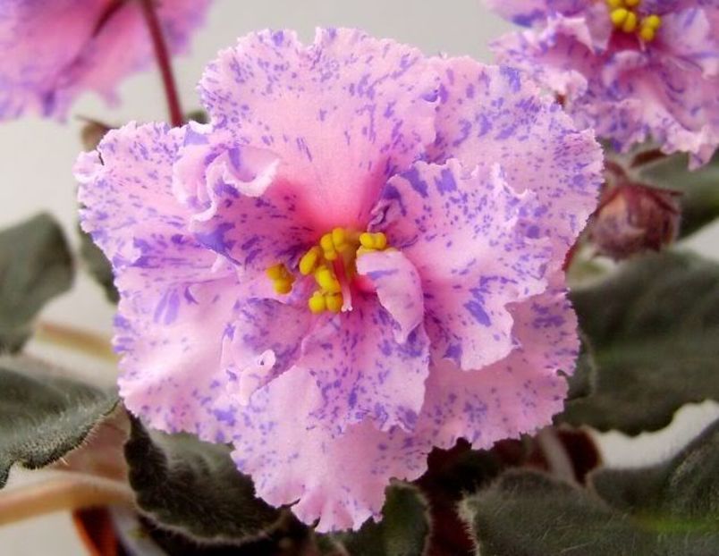 Blushing Fantasy - VIOLETE AFRICANE