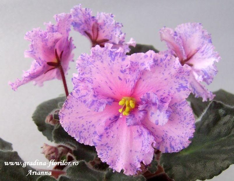 Blushing Fantasy - VIOLETE AFRICANE