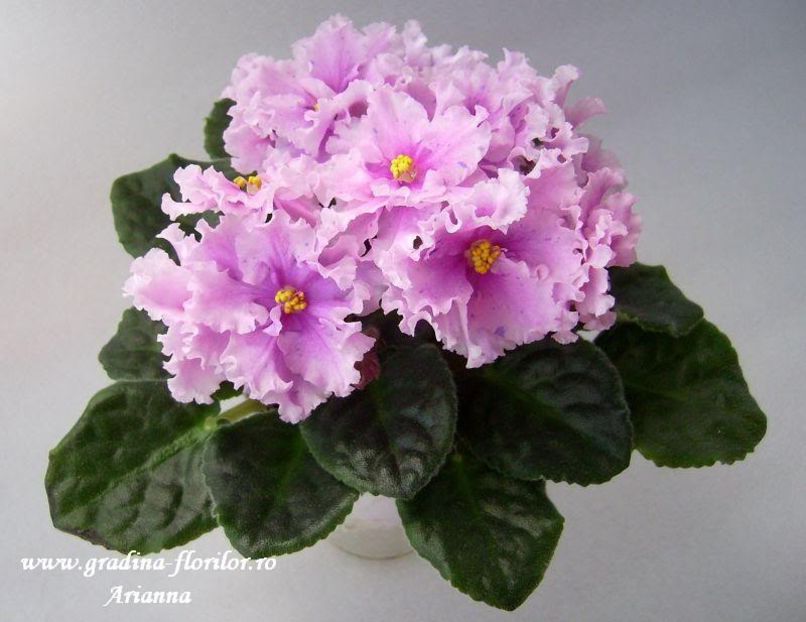 Bold Party Girl - VIOLETE AFRICANE