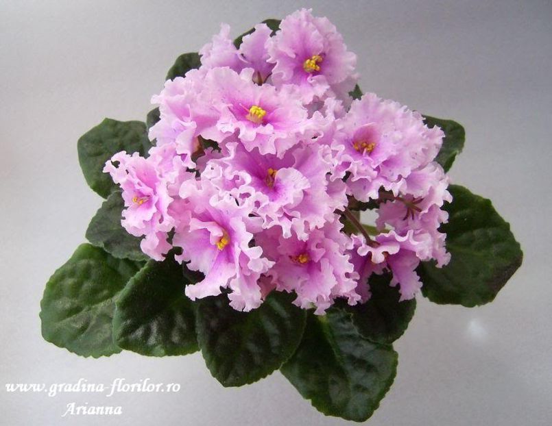 Bold Party Girl - VIOLETE AFRICANE