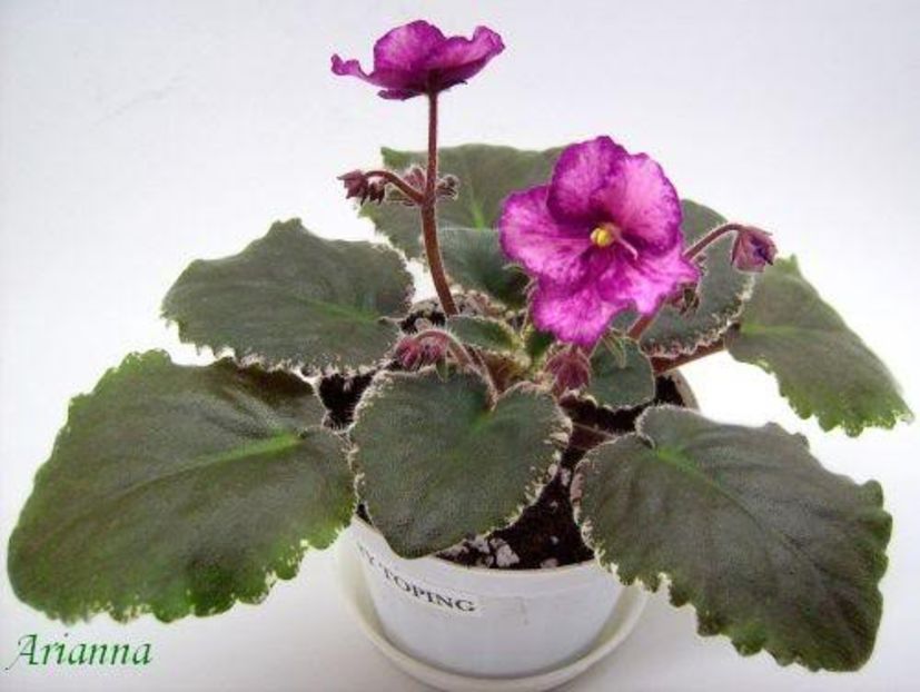 Buckeye Cherry Topping - VIOLETE AFRICANE