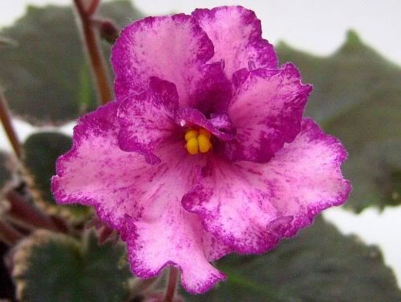 Buckeye Cherry Topping - VIOLETE AFRICANE