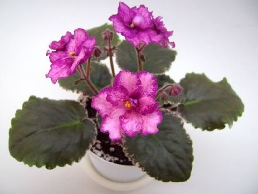 Buckeye Cherry Topping - VIOLETE AFRICANE