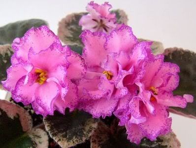 Buckeye Colossal - VIOLETE AFRICANE