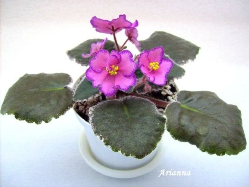 Buckeye Colossal - VIOLETE AFRICANE