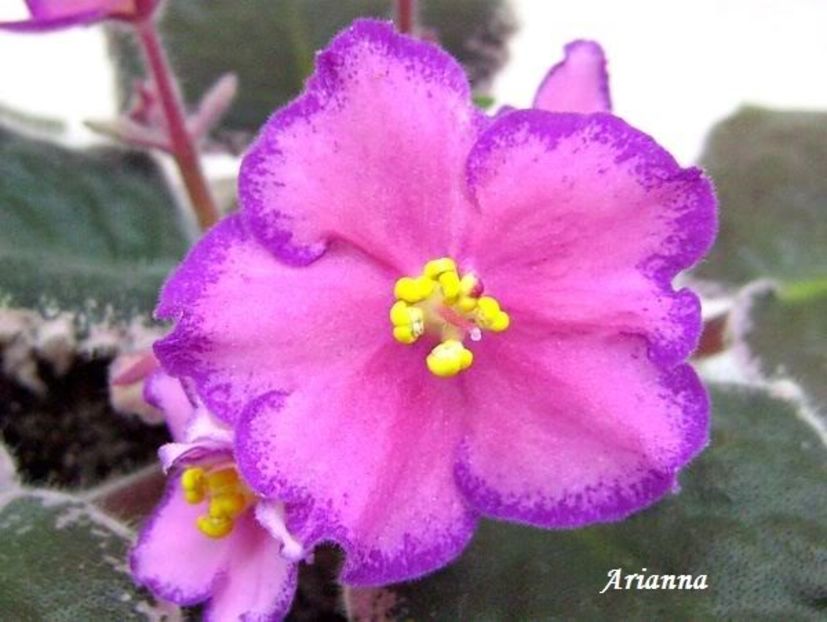 Buckeye Colossal - VIOLETE AFRICANE