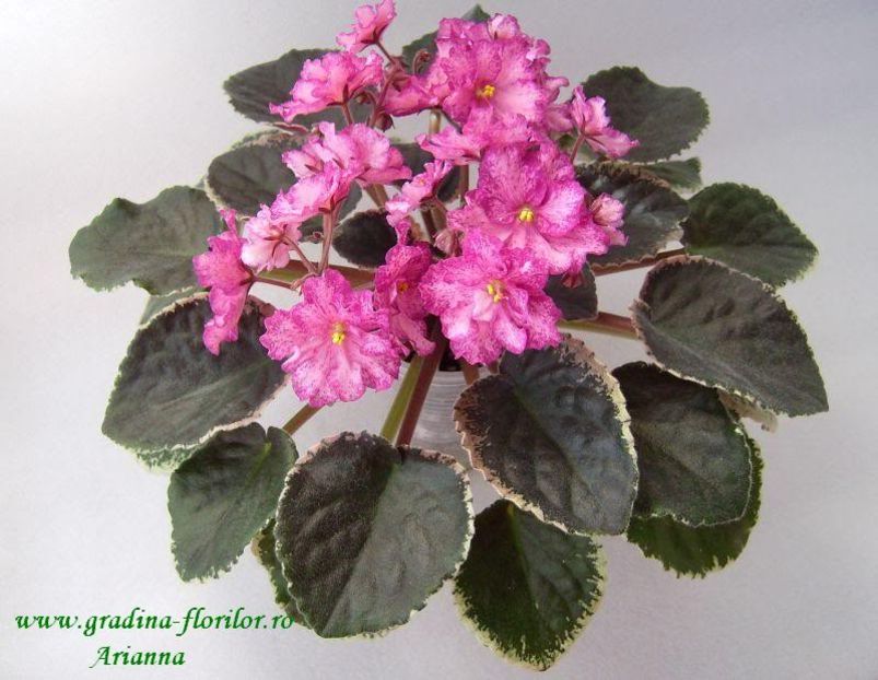 Buckeye Cranberry Sparkler - VIOLETE AFRICANE