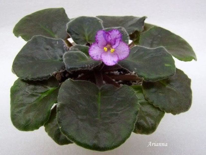 Buckeye Eureka - VIOLETE AFRICANE