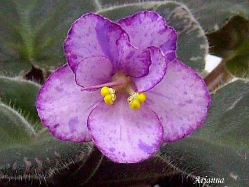 Buckeye Eureka - VIOLETE AFRICANE