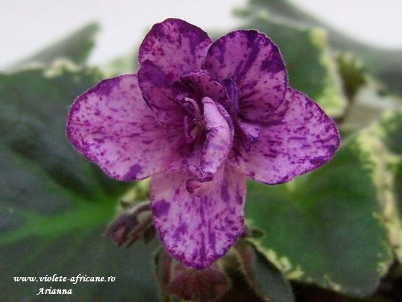 Buckeye Evermore Freckles - VIOLETE AFRICANE