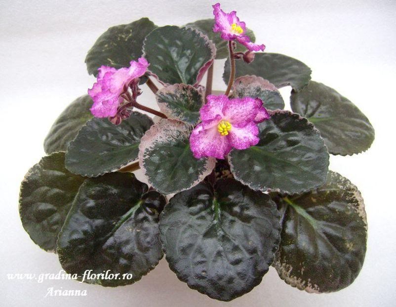 Buckeye Fiesta - VIOLETE AFRICANE