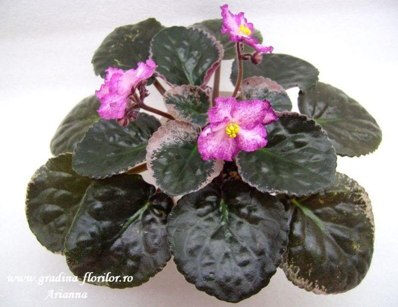 Buckeye Fiesta - VIOLETE AFRICANE