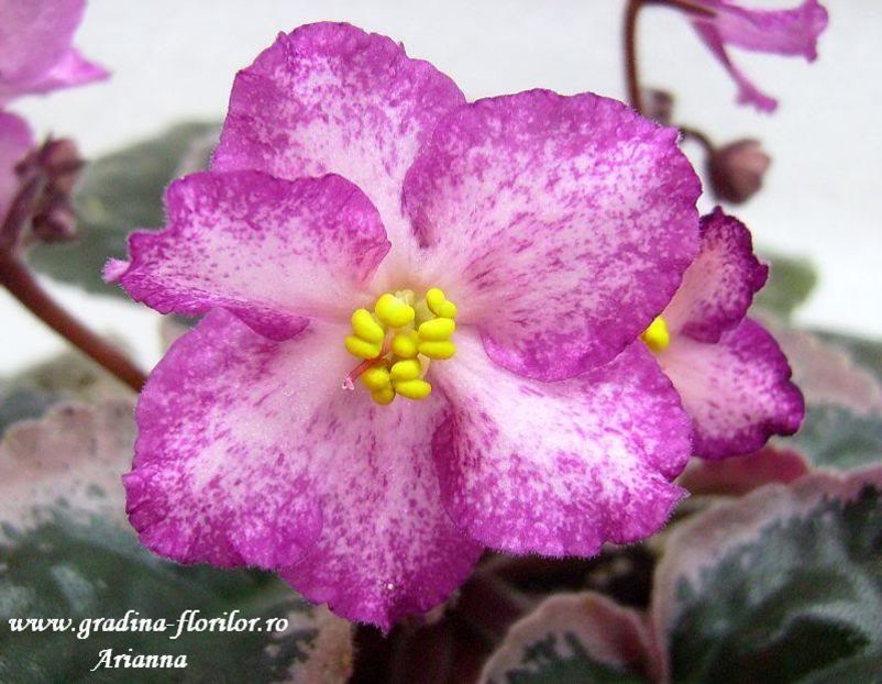 Buckeye Fiesta - VIOLETE AFRICANE