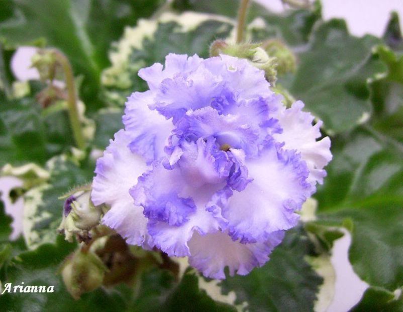 Buckeye Legal Tender - VIOLETE AFRICANE