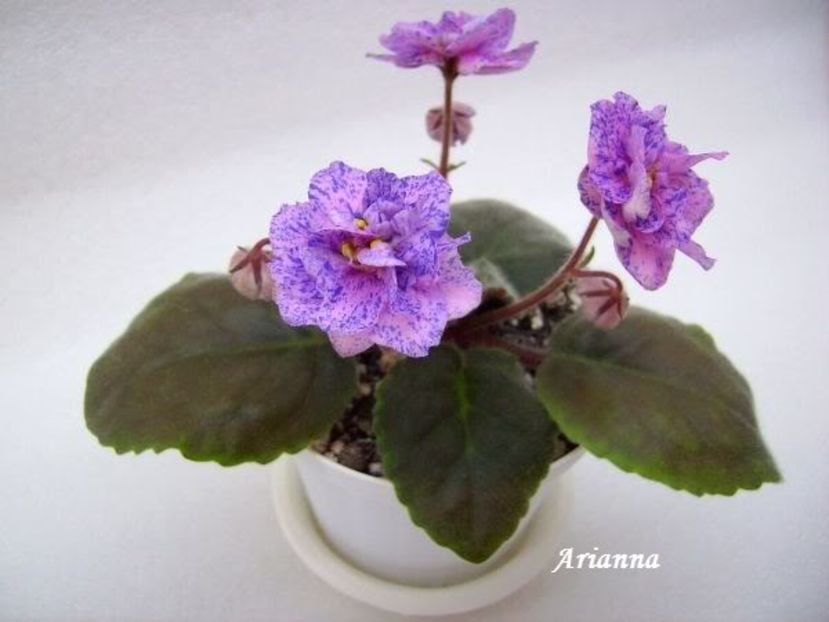 Cathedral - VIOLETE AFRICANE