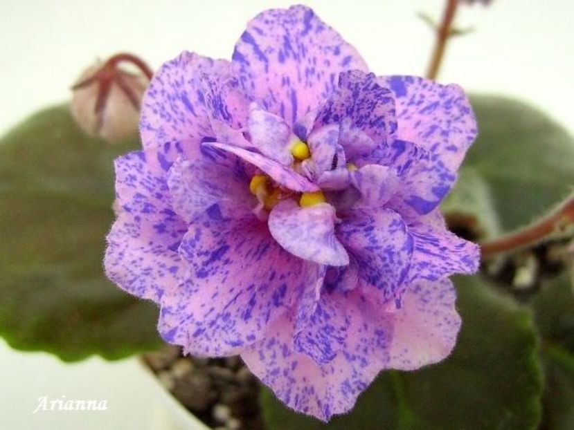 Cathedral - VIOLETE AFRICANE