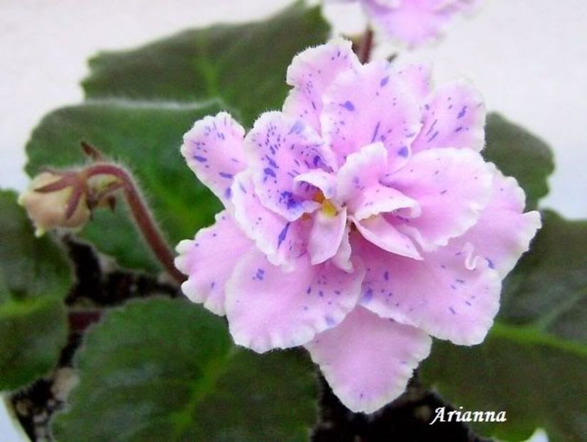 Chimpansy - VIOLETE AFRICANE