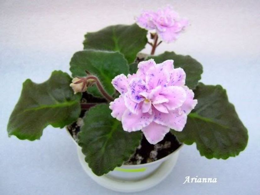 Chimpansy - VIOLETE AFRICANE