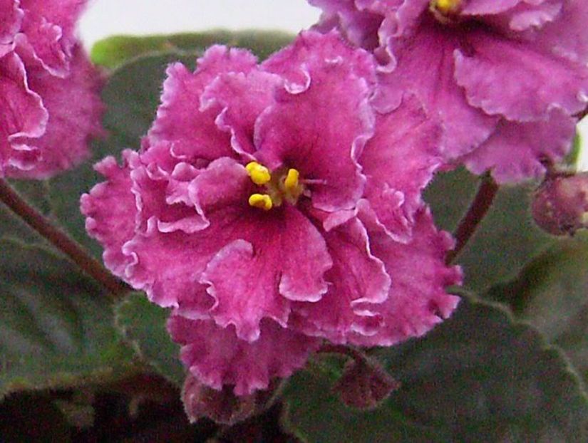 Cinnamon Gumdrops - VIOLETE AFRICANE