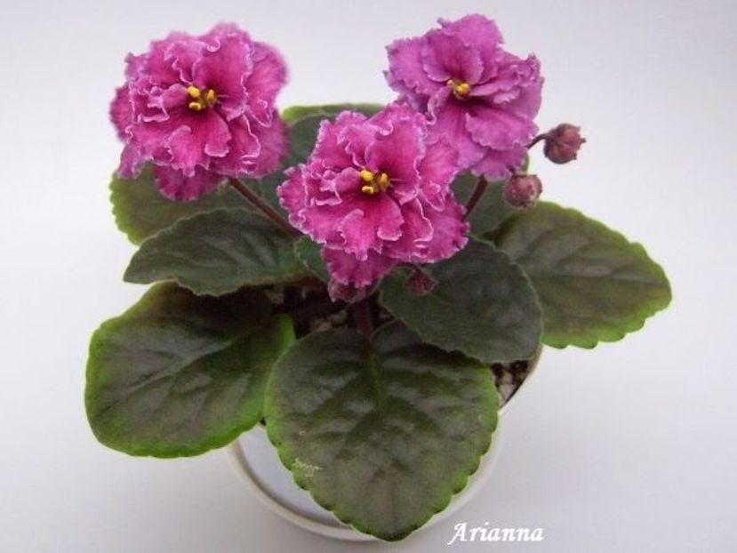 Cinnamon Gumdrops - VIOLETE AFRICANE