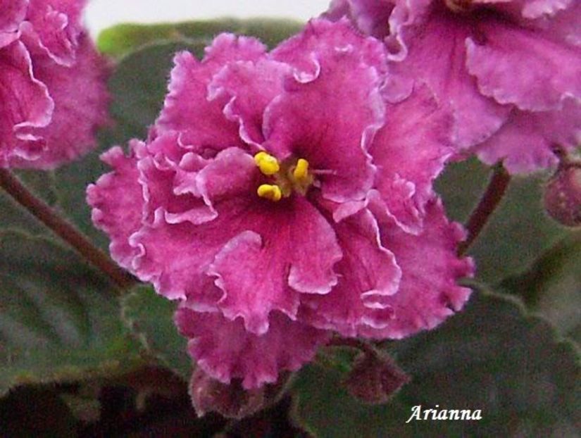 Cinnamon Gumdrops - VIOLETE AFRICANE