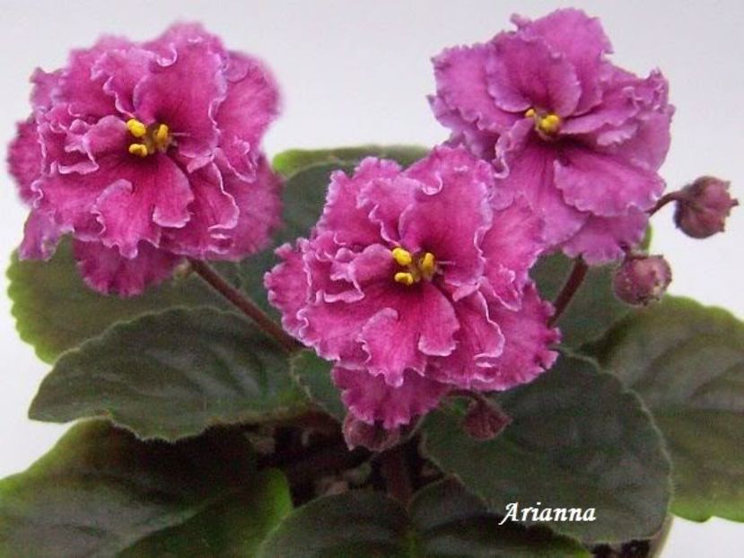 Cinnamon Gumdrops - VIOLETE AFRICANE