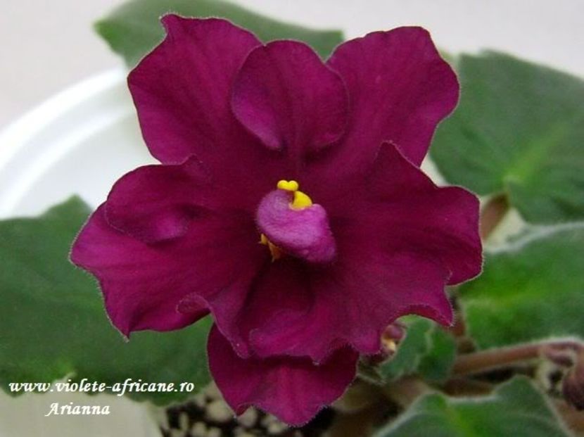 EK-Boi Bikov - VIOLETE AFRICANE