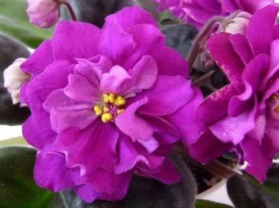 Ek-Persian Empress - VIOLETE AFRICANE