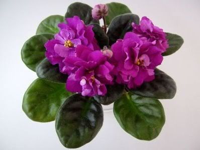 Ek-Persian Empress - VIOLETE AFRICANE