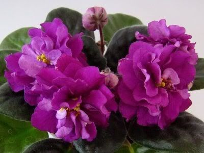 Ek-Persian Empress - VIOLETE AFRICANE